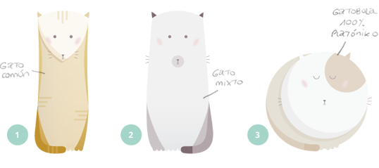 Evolución del gatobola platóniko