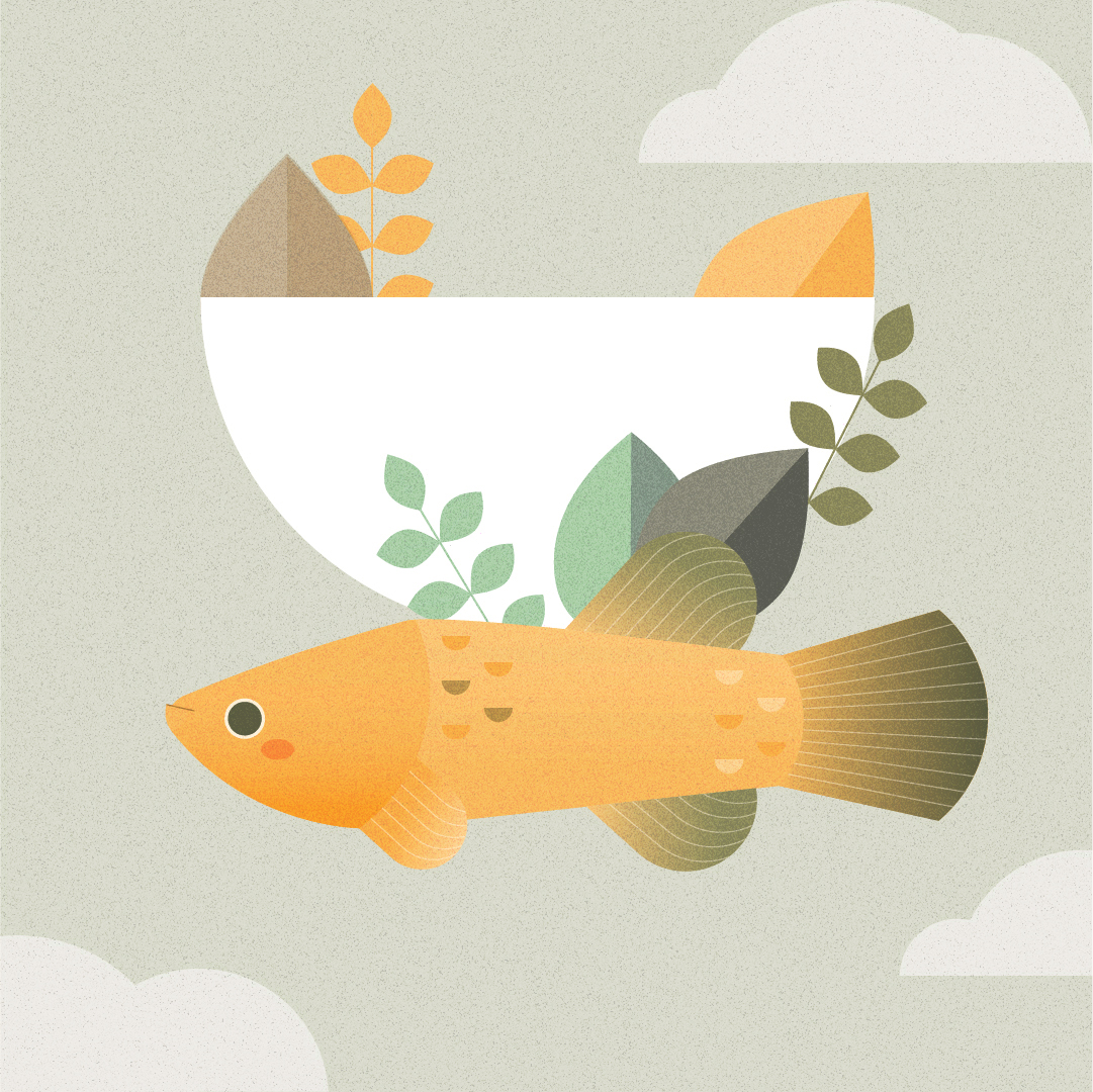 Fartet, pez platóniko horneador