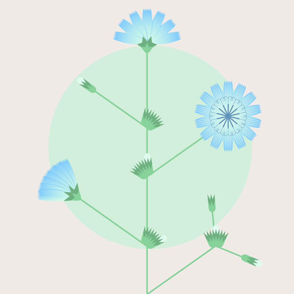 Achibrinia platónika