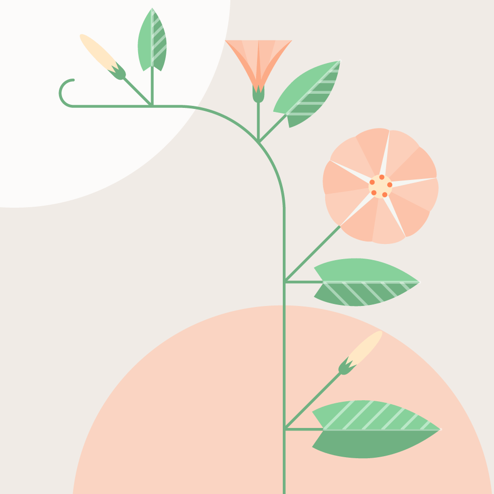 Correyvuela platonika