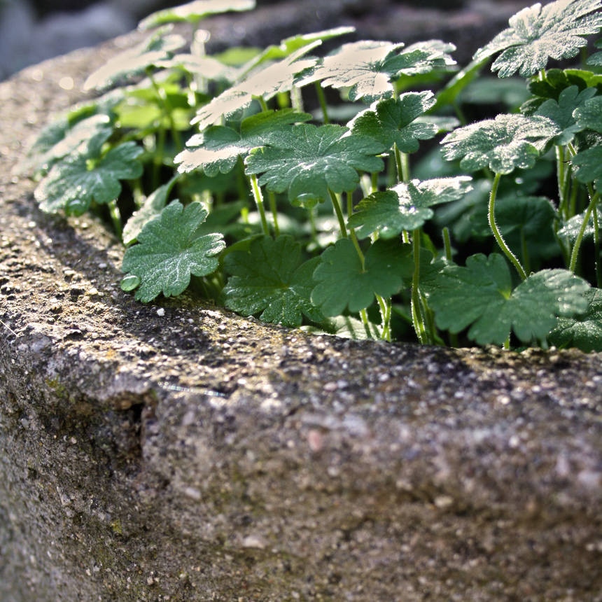 imágenes platónikas - el bosque mágico