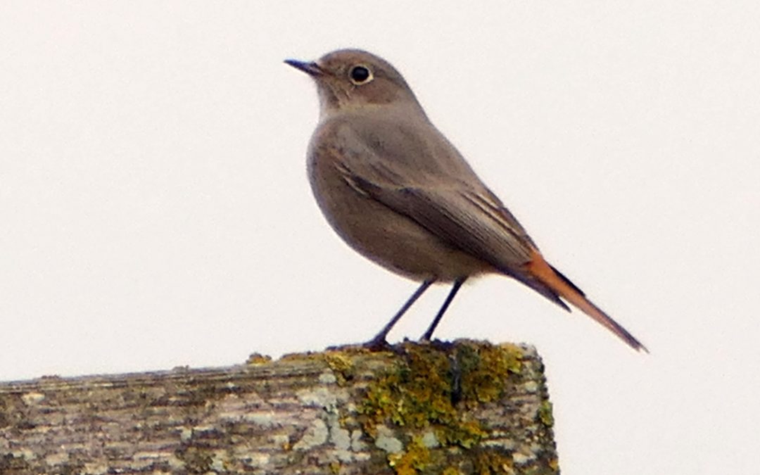 Visitantes platónikos: el colirrojo