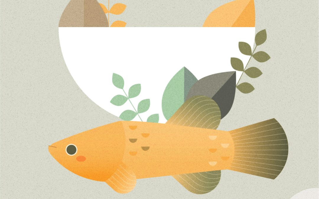 Volando en busca del horno cerámico